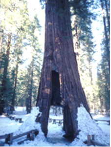 Photo 24 Sequoia
