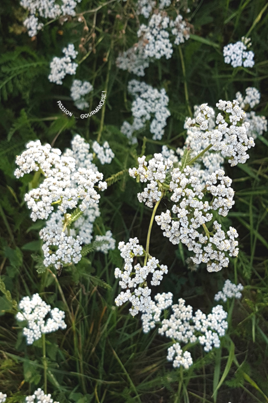 2017_Fleur des champs