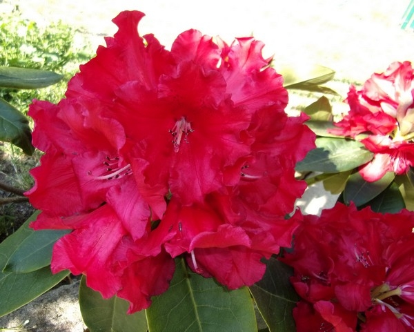 rhododendron_avril_2017