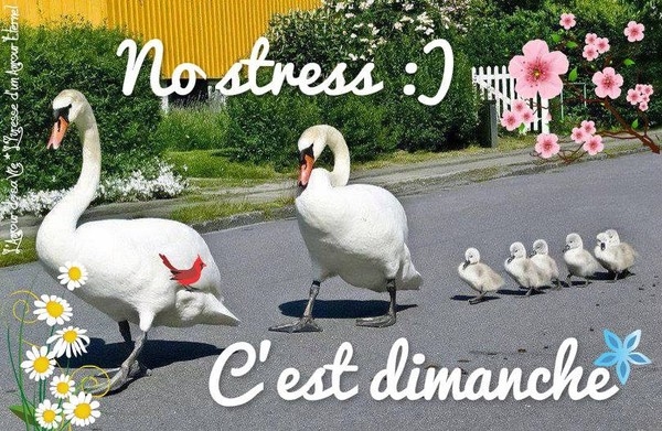 7_b_d_no_stress_cygnes_BPat