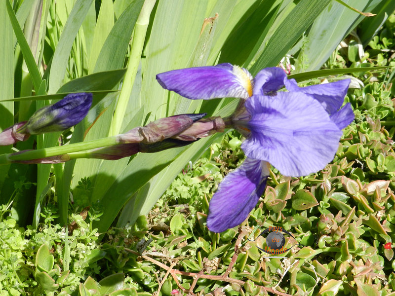 Iris