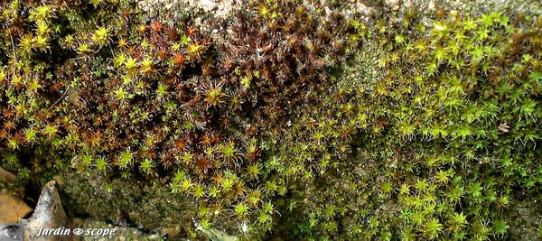 Mousse Tortula ruraliformis