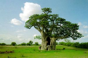 baobab-fruit-antioxidant-baomix-pulp-leaves-coffee-15