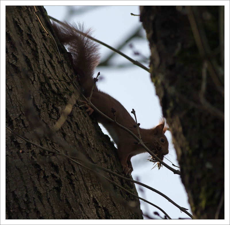 ville ecureuil mousse 1 120214