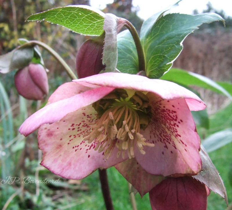 Helleborus guttatus 01