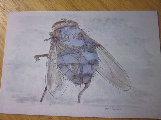Carte postale - Insecte I La mouche (2)