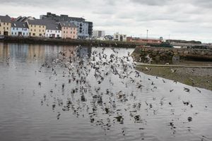 Galway Pigeons