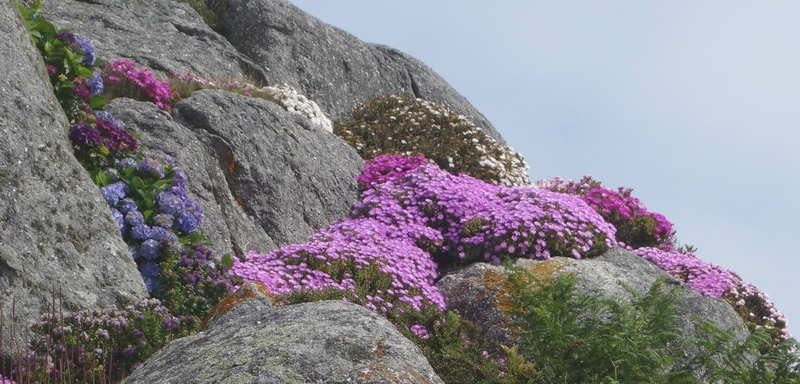 rochers fleurs