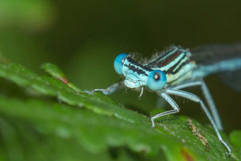 Platycnemis pennipes mâle