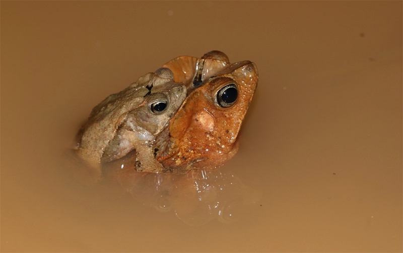 Rhinella margaritifera