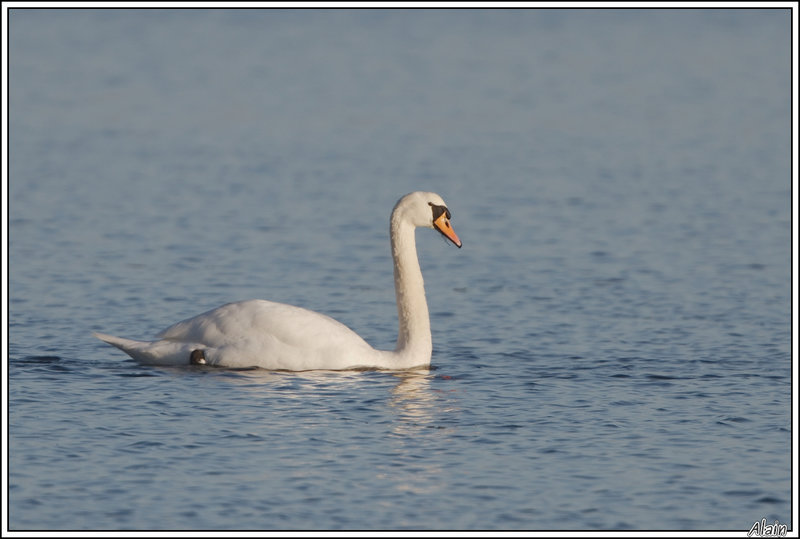 Cygne tuberculé