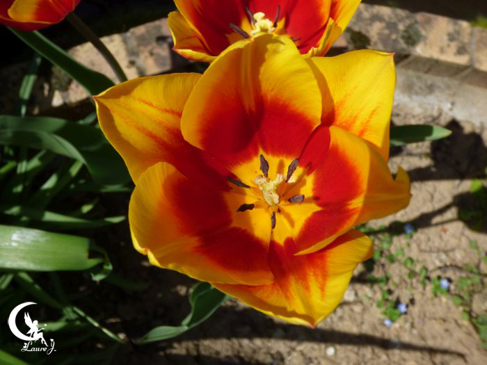 tulipes 7