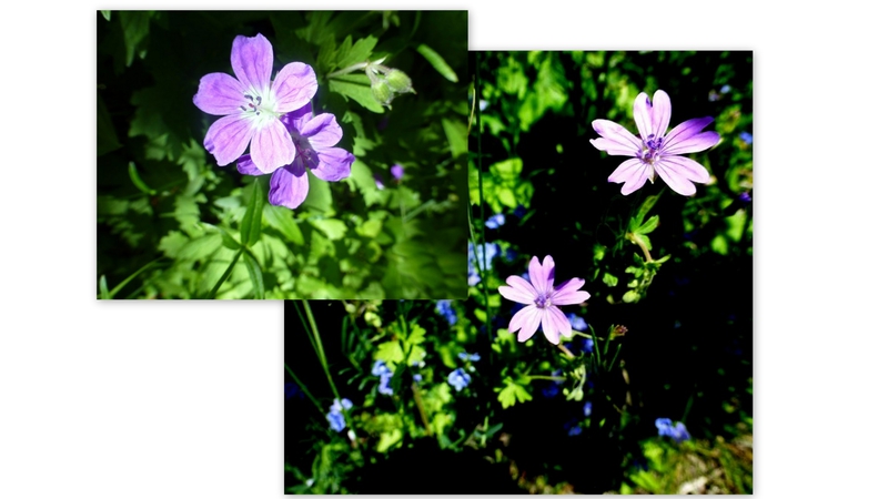 fleurs_R1