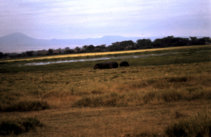 amboseli hippo d