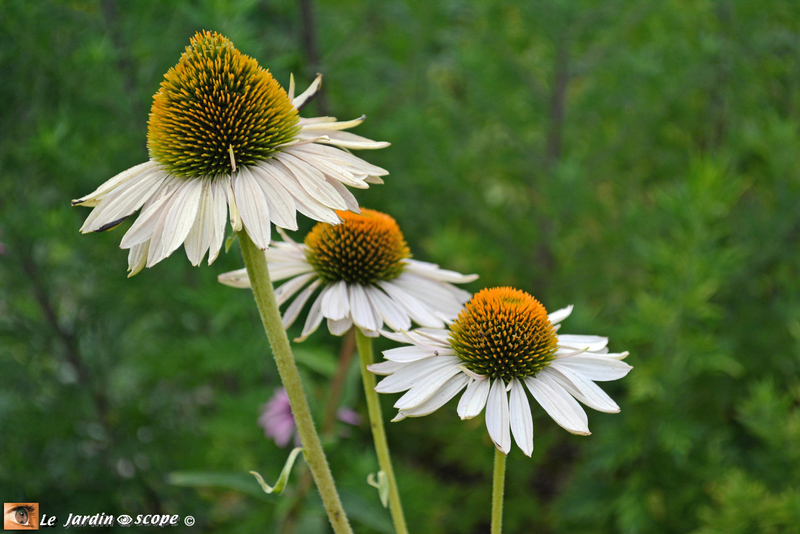 Echinacea-purpurea-white-swan-2
