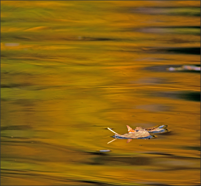 automne reflets au carre 251015