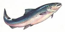 Résultat de recherche d'images pour "saumons atlantique"