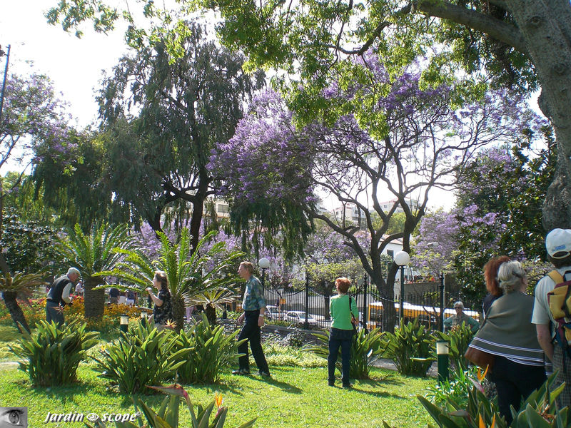 9067-Parc-et-Jacaranda