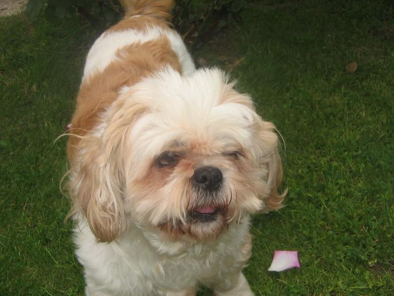 Ruby, Nugget's, Murphy, Papoune 004