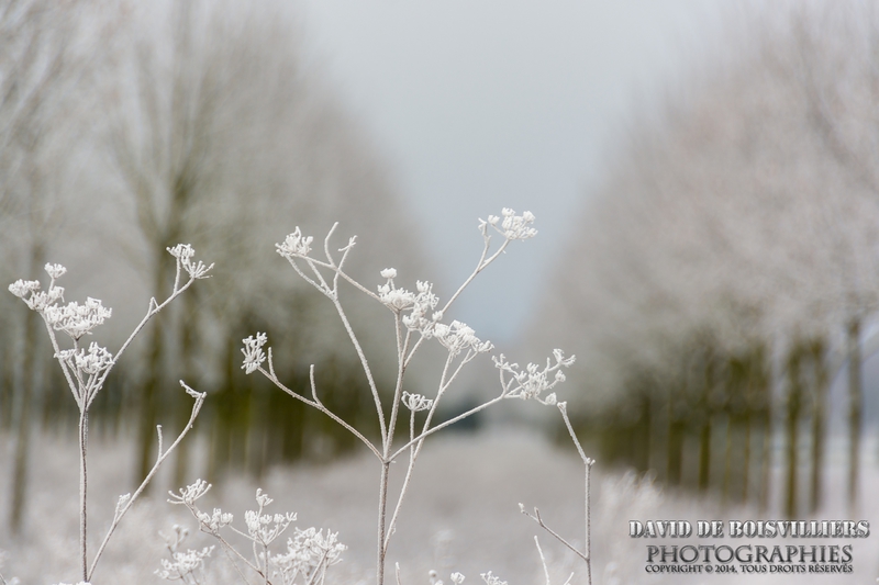 Gelées Hivernales