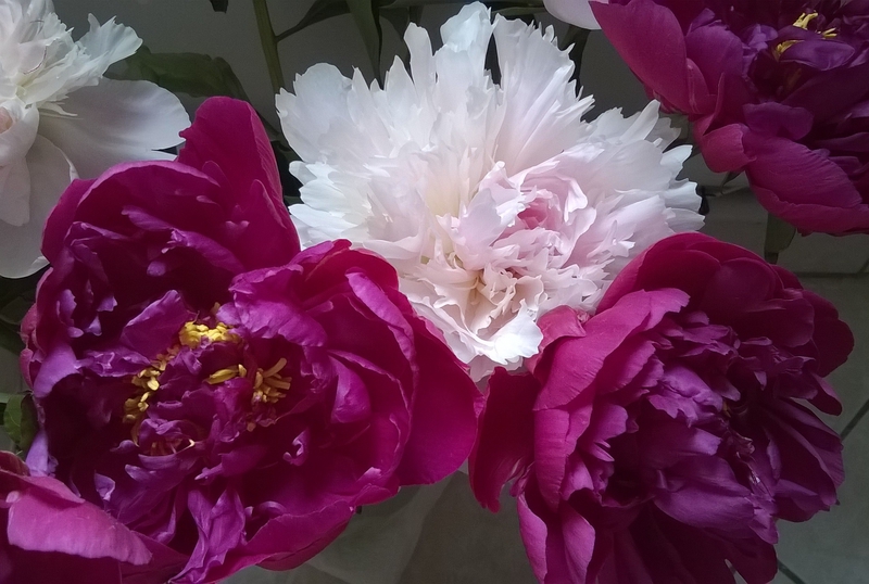 Pivoines_3