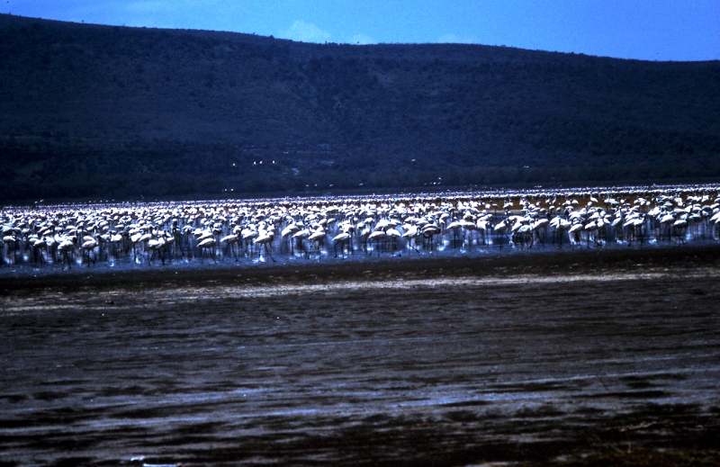 nakuru flamand m