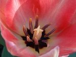 coeur de tulipe parisienne
