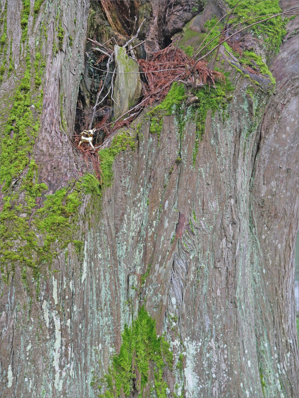 Bibidor tronc arbre 090220