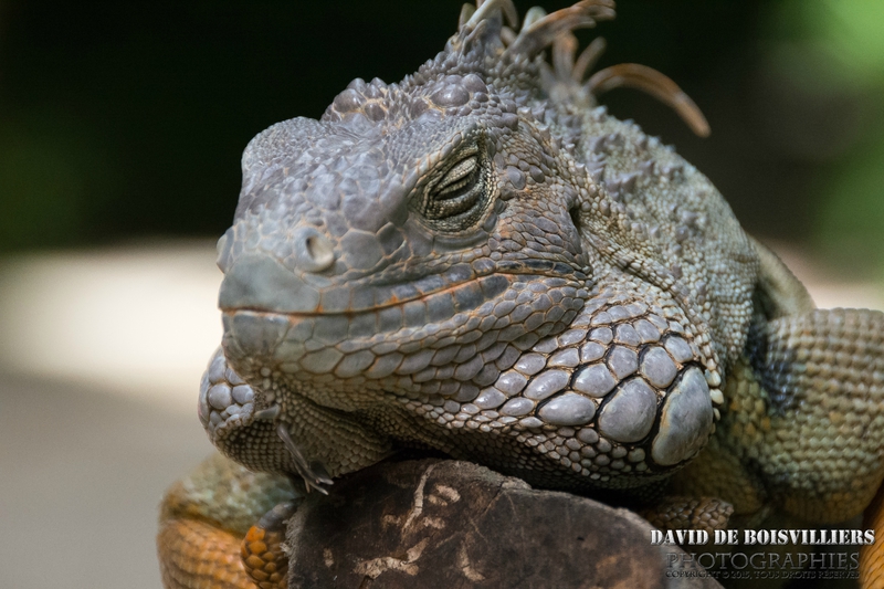 L'IGUANE VERT ou l'IGUANE COMMUN (Iguana iguana) - Île Maurice