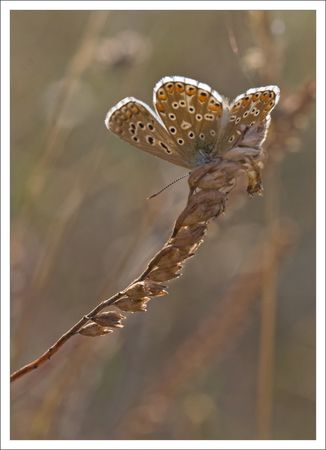 azure_contrejour_herbe_2_200909