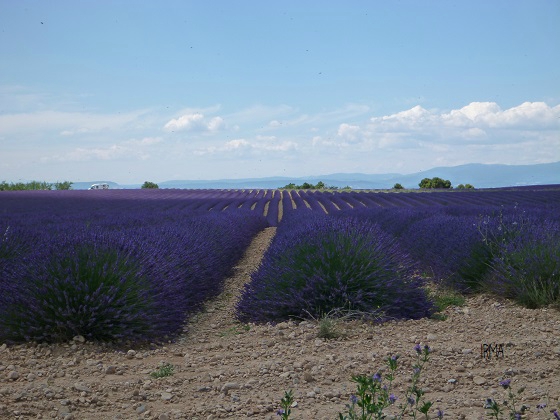 13Lavande vers Valensole P1010497