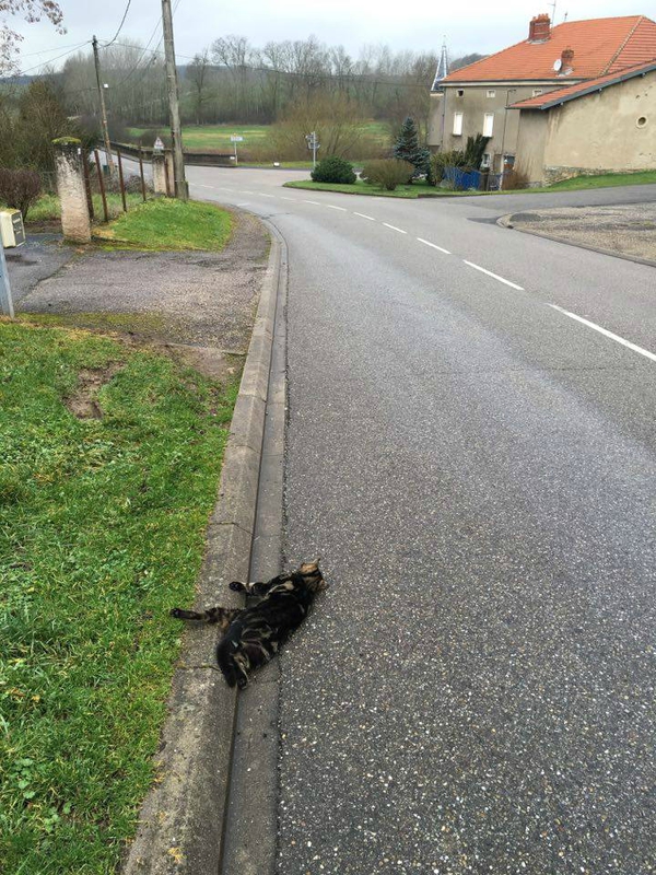 chat écrasé