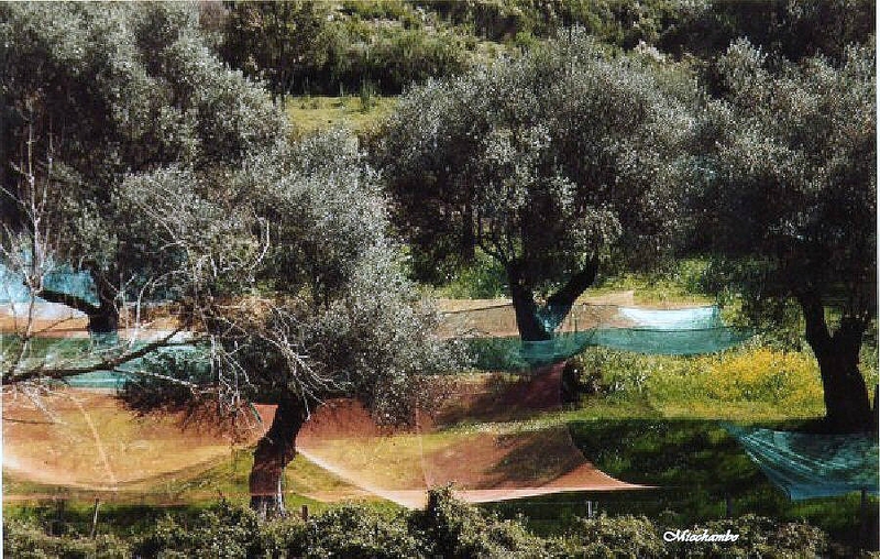 CEUILLETTE DE OLIVES SUR LA ROUTE D'EVISA