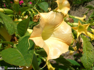 8995_Solanaceae