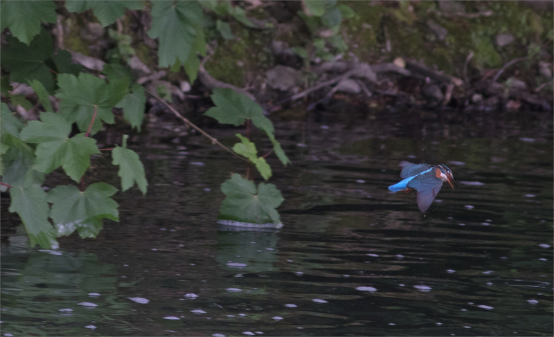 oiseau MP regard vol 220419