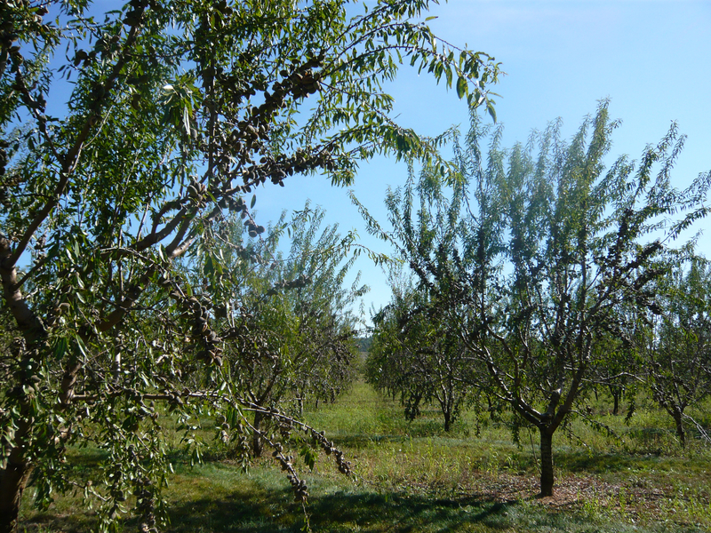 P1040381