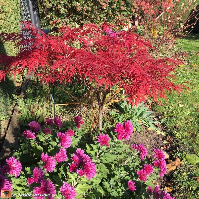 Acer-palmatum