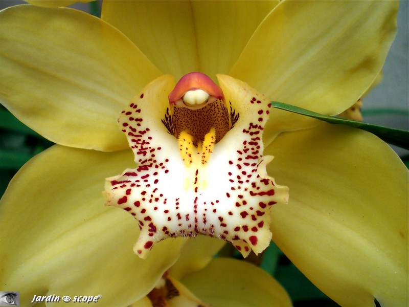Expo d'Orchidées 2008 - Serre aux papillons du Parc Floral d'Orléans