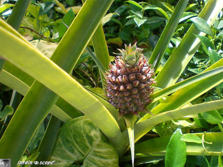 9150_Ananas_comosus