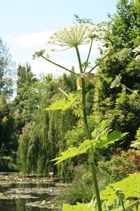 Giverny_Juin_2009_230