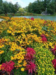 PARTERRE DE FLEURS