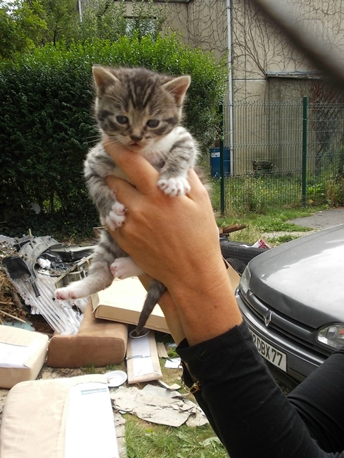 emerainville chaton 3