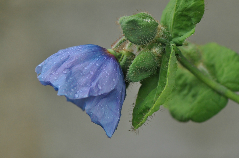 meconopsis betonicifolia (10)