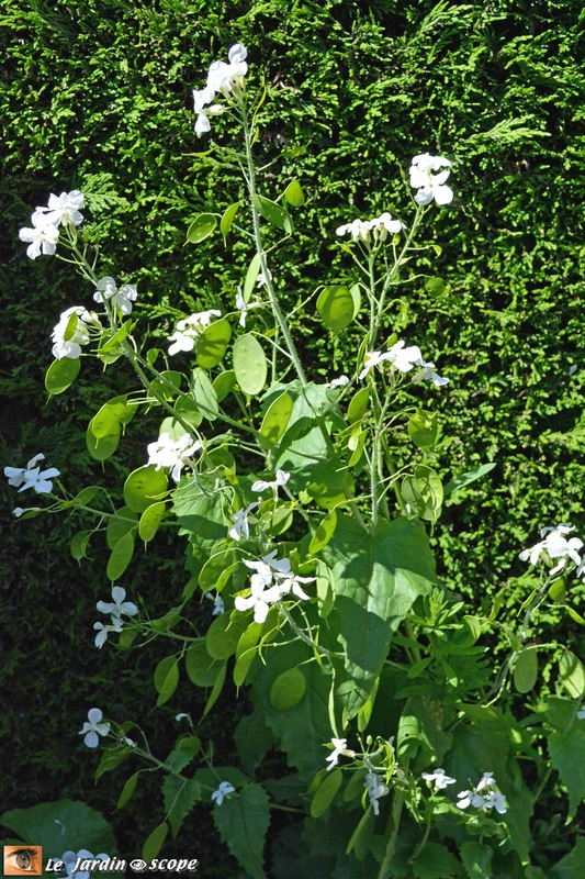 Monnaie du Pape • Lunaria biennis