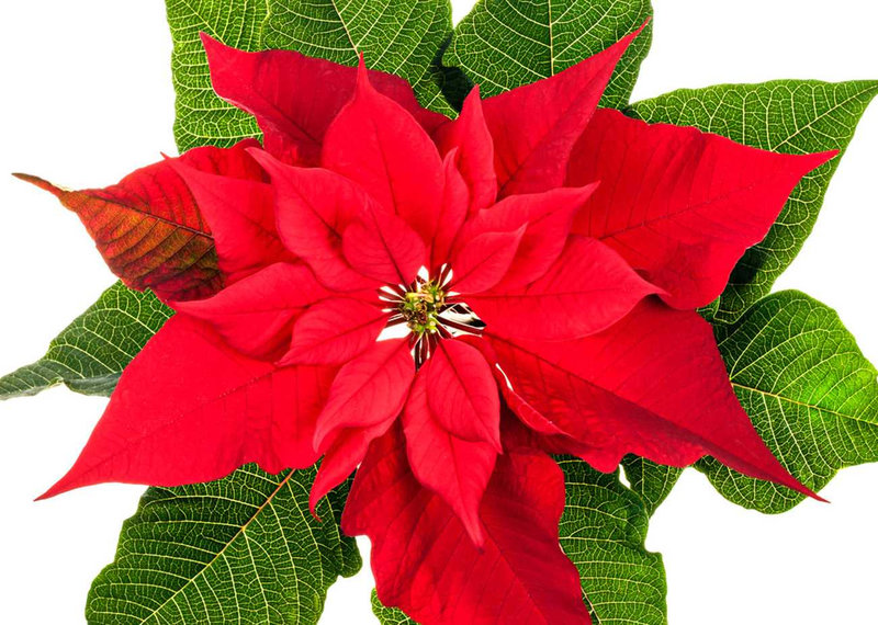 poinsettias