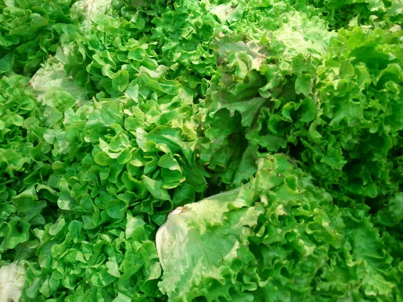 salades frisées
