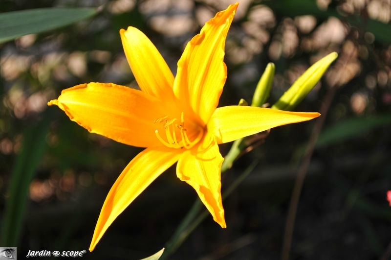 Hemerocallis_Flamboyant
