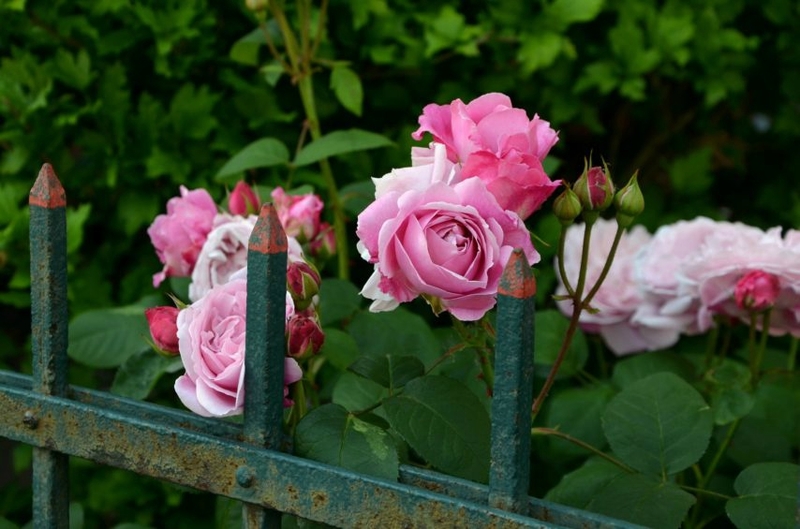 rendez-vous-jardin-normandie©Pixabay-854x565