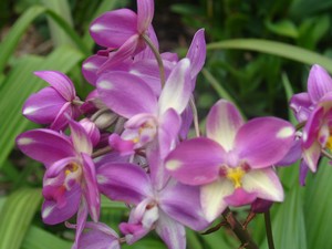orchid_e_2