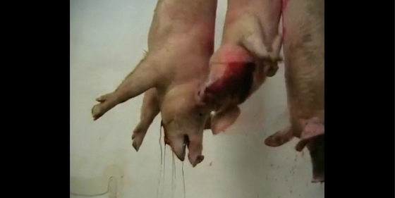 cochon-abattoir